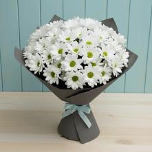 Букет белые хризантемы #REPLACE_PRED# Аксубаево Букет цветов из:  Хризантемы #REPLACE_PRED# Аксубаево