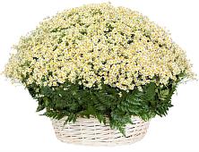 Цветочная композиция из Ромашки в корзине #REPLACE_PRED# Аксубаево